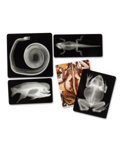 Animal X-Rays, 14pk. Fascinating mammals, reptiles, fish, amphibians and birds. R5910