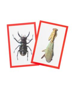 Insect X-Ray and Picture Cards, 72 pcs set of X-Rays and picture cards. R5912     